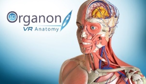 Organon anatomy VR image